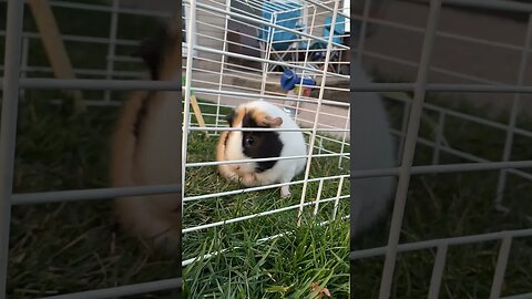 Piggie hanging out in the yard #pets #animals #gunieapig