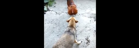 Chicken VS Dog Fight !! Funny Dog Videos