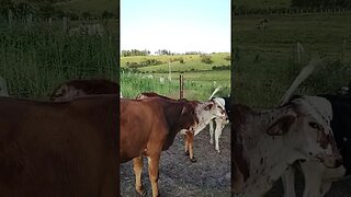 cuidando bem do gado e dos cavalos