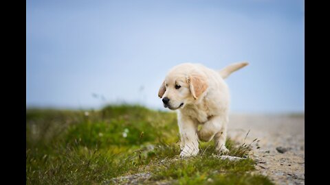 A Dog Wallowing In Mud. Very Funny