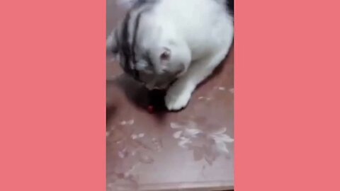 cats funny moment