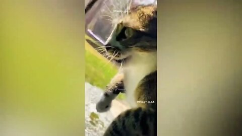 Best Funny Animal Videos Of The 2022