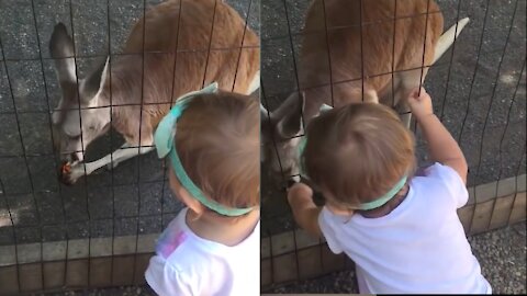 Baby Girl Snatched Kangaroo Food