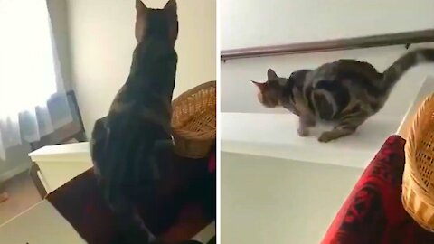 cat coming down the stair rail