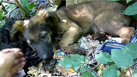 Puppy Abandoned In The Woods Gets The Rescue That Changes Her Life Forever