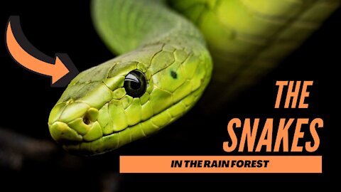 Deadly SNAKES in Rainforest