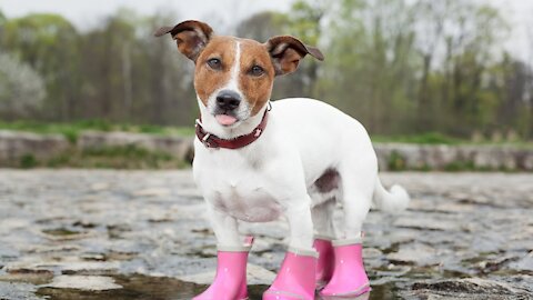 Dogs Wearing Boots for First Time Compilation