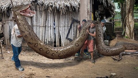 This scientist just got caught hiding the last Titanoboa!