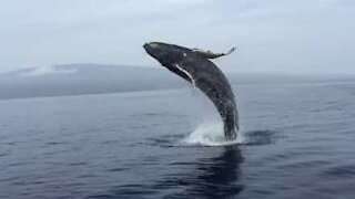 Turistas assistem de muito perto a salto de baleia