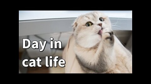 A day in cat life _ What's it like to have a scottishfold cat _ cuddly cat _ What cat does all day