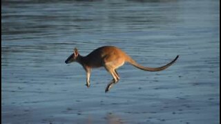Frekk kenguru tar seg en svømmetur i Queensland