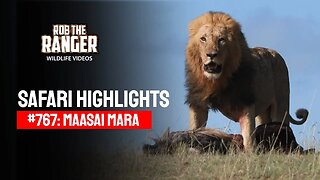 Safari Highlights #767: 31 October 2023 | Lalashe Maasai Mara | Latest #Wildlife Sightings