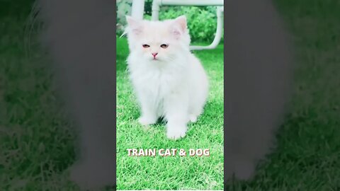 cute persian kitten Attitude - ShortToon - #shorts