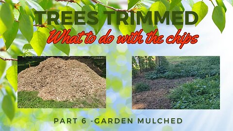 What to Do With Wood Chips - Part 6 Mulch the Garden