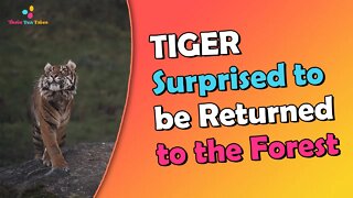 Tiger is surprised to be returned to forest