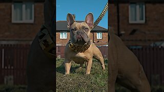 FRENCH BULLDOG READY FOR BREEDING LIVERPOOL UNITED KINGDOM @ant_shotit @alpha_dog_co LUMIX GH6