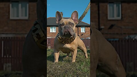 FRENCH BULLDOG READY FOR BREEDING LIVERPOOL UNITED KINGDOM @ant_shotit @alpha_dog_co LUMIX GH6