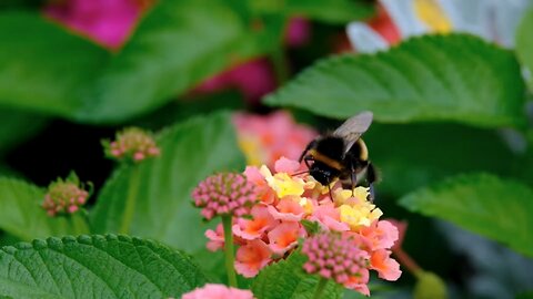 "Lantana Flowers: Vibrant Hues and Hardy Blooms"