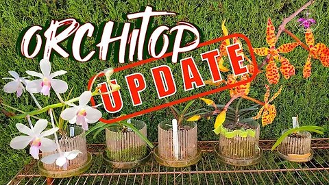 Orchids in ORCHITOP UPDATE | Problem Solving Issues with 2 Orchids 🤞🏼🙄 #ninjaorchids #orchitop