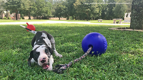 Playful 8 week old Great Dane Puppy Loves Jolly Balls