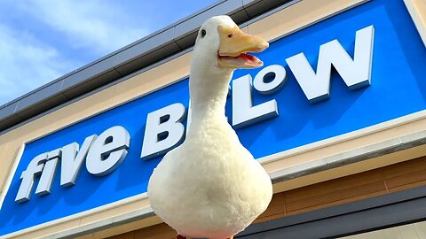 I took my duck to Five Below