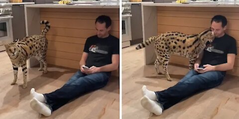 Pet serval loves getting attention from her owner
