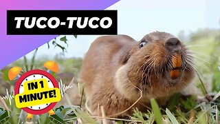 Tuco-Tuco - In 1 Minute! 🦫 Their Secret Burrow Life! | 1 Minute Animals