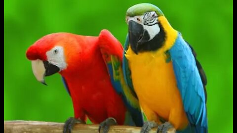 The most beautiful types of parrot birds