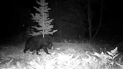 How to Sleep in Northwoods with Black Bears 👍