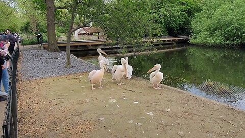 Pelicans St James park London 17th May 2023