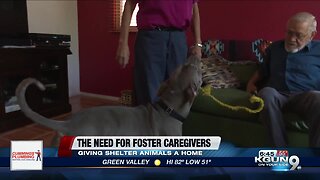 Fostering a shelter animal, an inside look