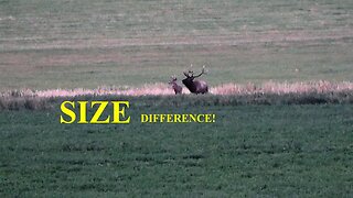 SIZE DIFFERENCE! bull elk and whitetail buck