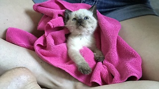 Baby kitten has very expressive paw when petted