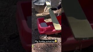 Rottweiler Jumps but Husky…