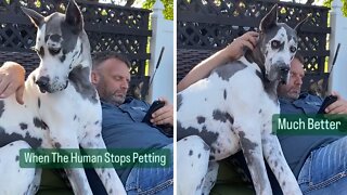 Dog makes it clear she wants to petted at all times