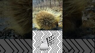 Watch porcupine relocated from hotel parking lot in Iowa #shorts