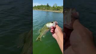 Little largemouth bass!