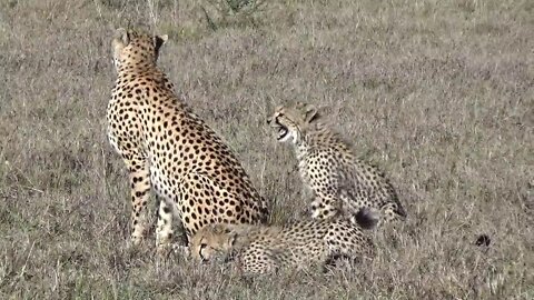 Nashipae, a mother cheetah in Maasai Mara, protects her cubs from other cheetahs