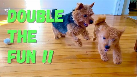 Double the Fun! Life with TWO Terriers!