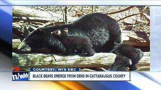 State DEC trail camera catches momma bear and cubs leaving the den