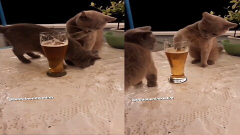 funny cat video drinking water