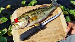 It's time to start EATING BASS!