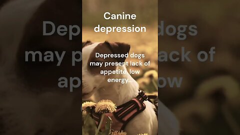 Canine depression #shorts #shortsfacts #dogs