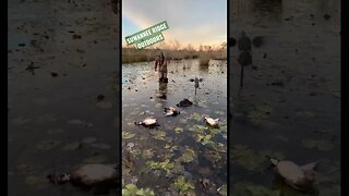 Woodies on Ice #duckhunting #shorts #southgeorgia #woodies #ice #winterstormelliot