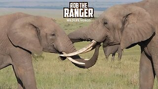 Elephant Bulls Sparring | Lalashe Maasai Mara Safari