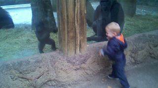 Little Boy Plays Peek A Boo With Baby Gorilla