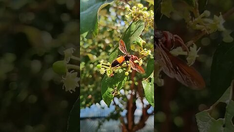 Bee collects honey from flowers. #bee #flower #flowers #collect #honey