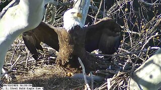 USS Bald Eagle Cam 1 4-13-23 @ 16:34:30 Irvin Heraldic pose