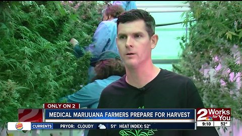 Tulsa area farmer ready to harvest first cannabis crop