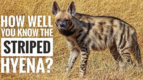 Striped Hyena || Description, Characteristics and Facts!